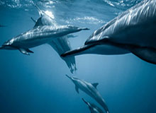 乒乓球亚洲杯：王楚钦逆转夺冠卫冕男单冠军